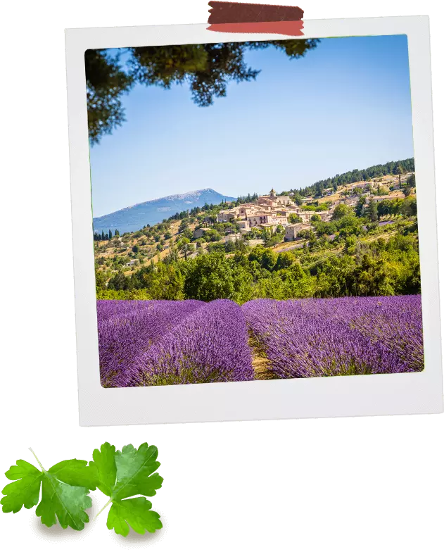 Provence Aroma One